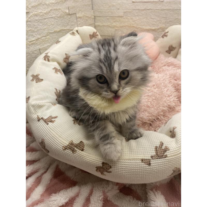 商談中の埼玉県のスコティッシュフォールド-132500の4枚目