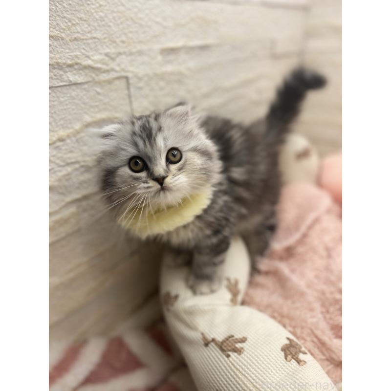 商談中の埼玉県のスコティッシュフォールド-132500の3枚目