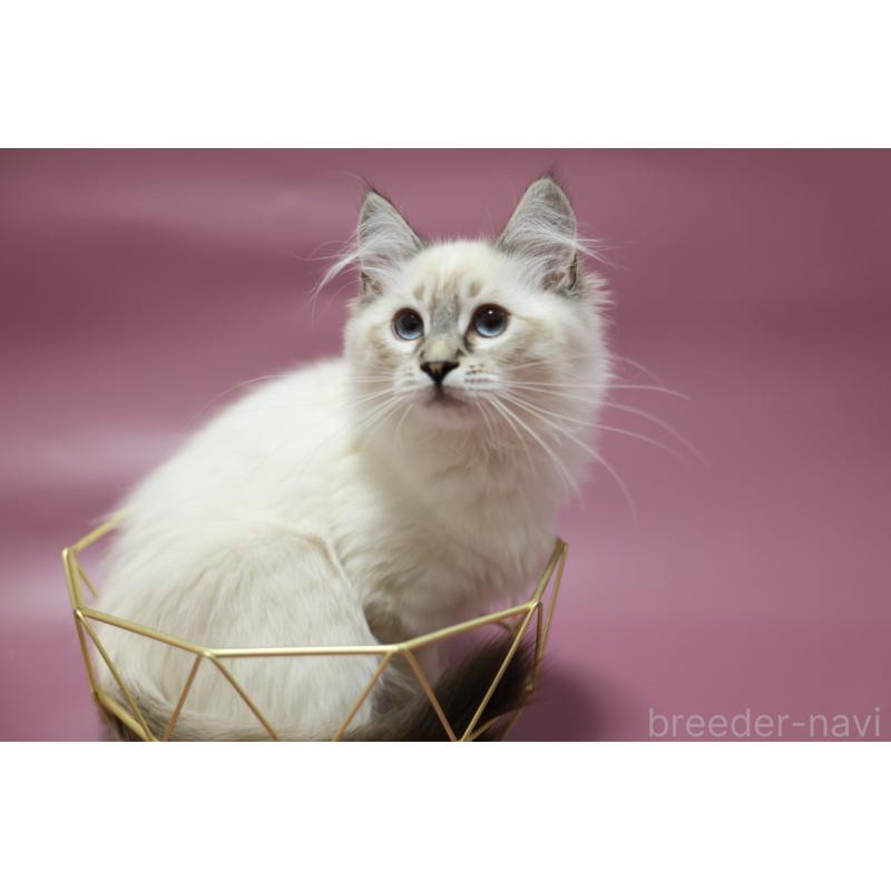 販売中の東京都のサイベリアン-129314の4枚目