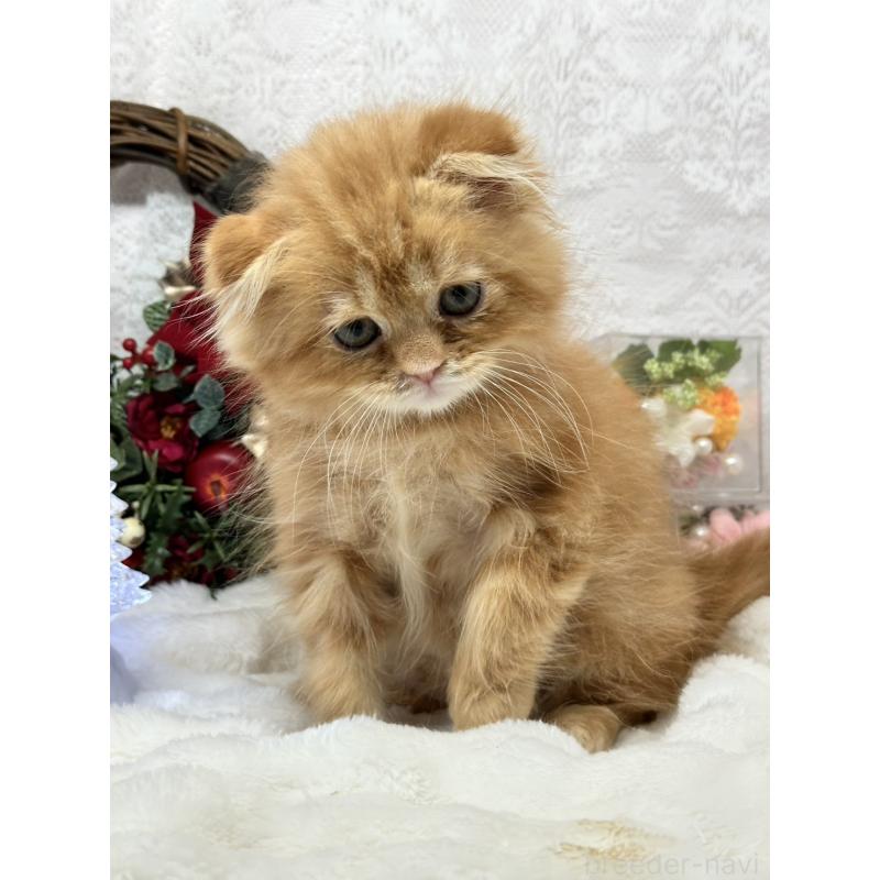販売中の長野県のスコティッシュフォールド(折れ耳)-131454
