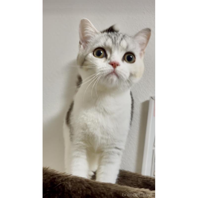 販売中の大阪府のスコティッシュストレート-134195の5枚目