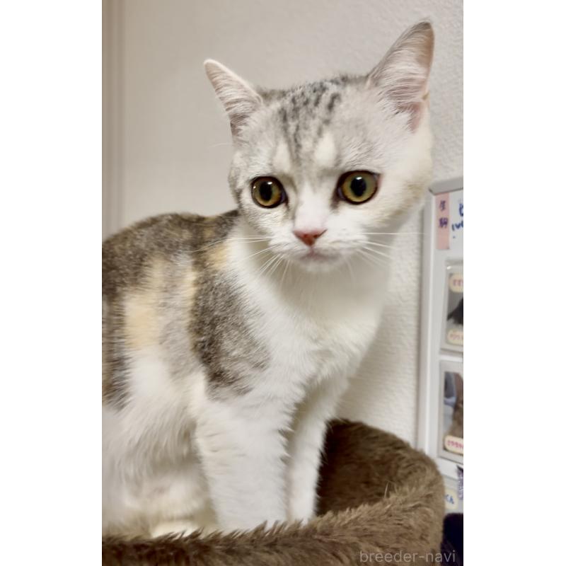 販売中の大阪府のスコティッシュストレート-134195の2枚目