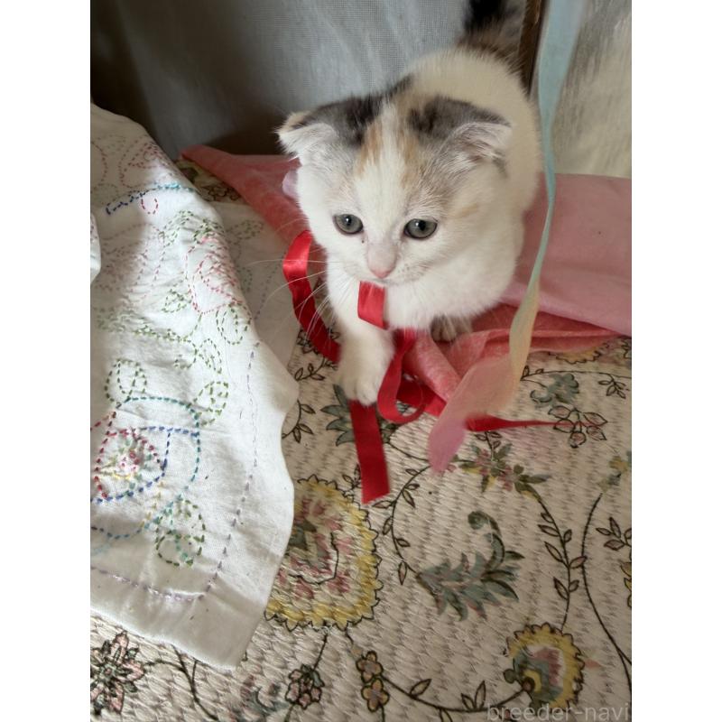 販売中の神奈川県のマンチカン(短足)-132870の11枚目