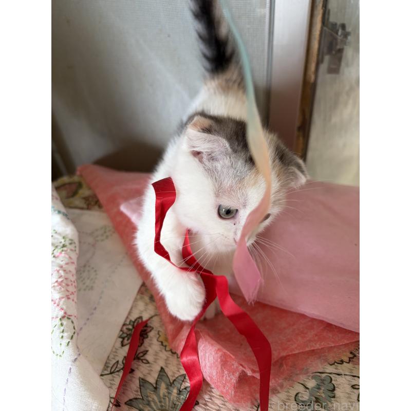 販売中の神奈川県のマンチカン(短足)-132870の9枚目