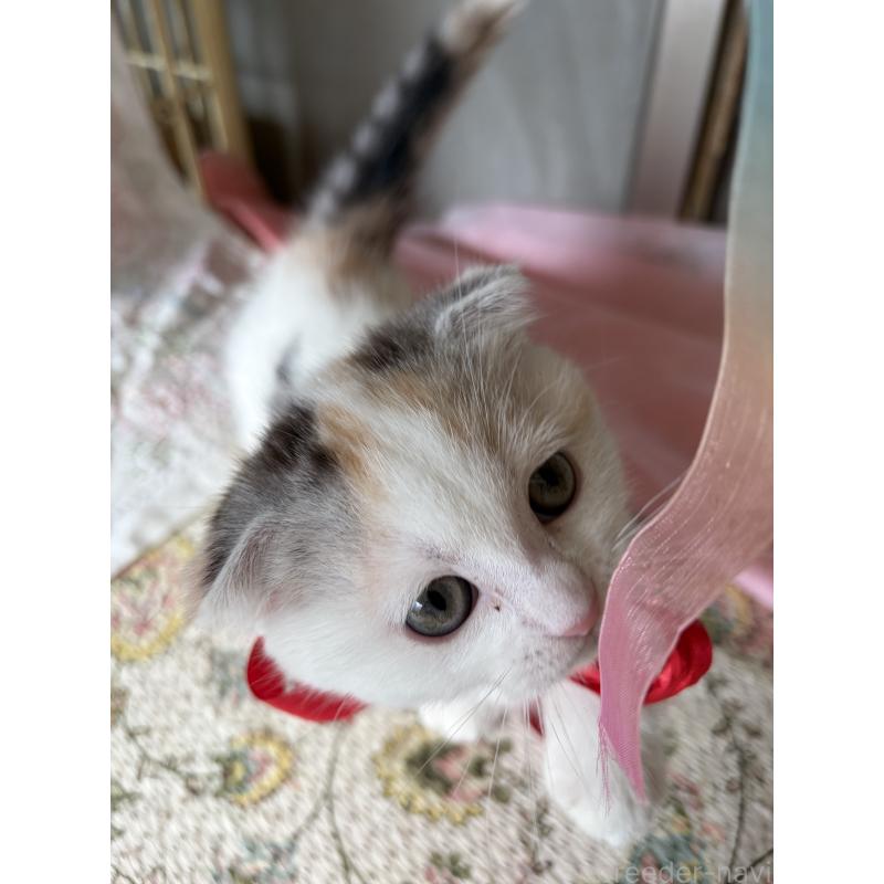 販売中の神奈川県のマンチカン(短足)-132870の8枚目