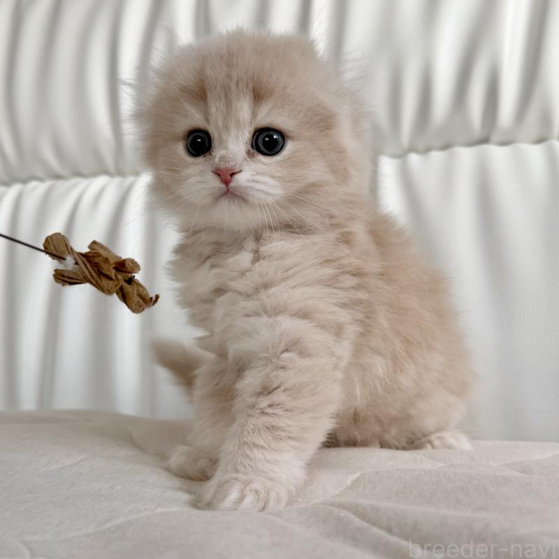 販売中の福岡県のスコティッシュフォールド(折れ耳)-134196の11枚目