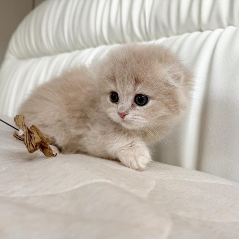 販売中の福岡県のスコティッシュフォールド(折れ耳)-134196の10枚目