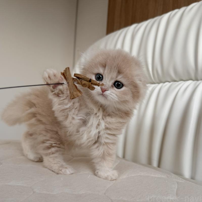 販売中の福岡県のスコティッシュフォールド(折れ耳)-134196の9枚目