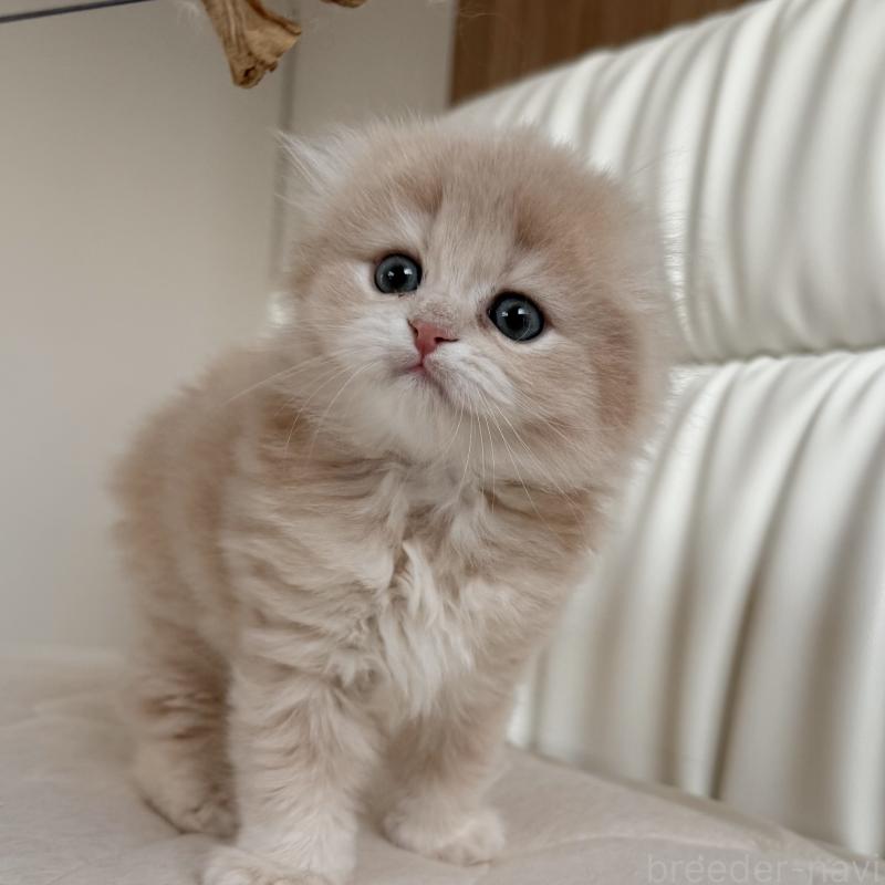 販売中の福岡県のスコティッシュフォールド(折れ耳)-134196の8枚目