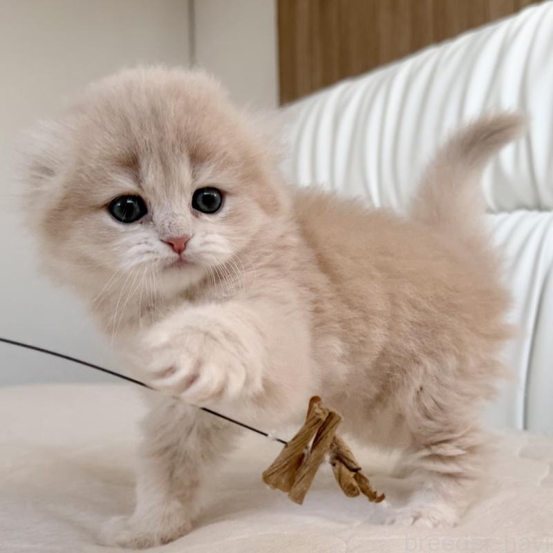 販売中の福岡県のスコティッシュフォールド(折れ耳)-134196