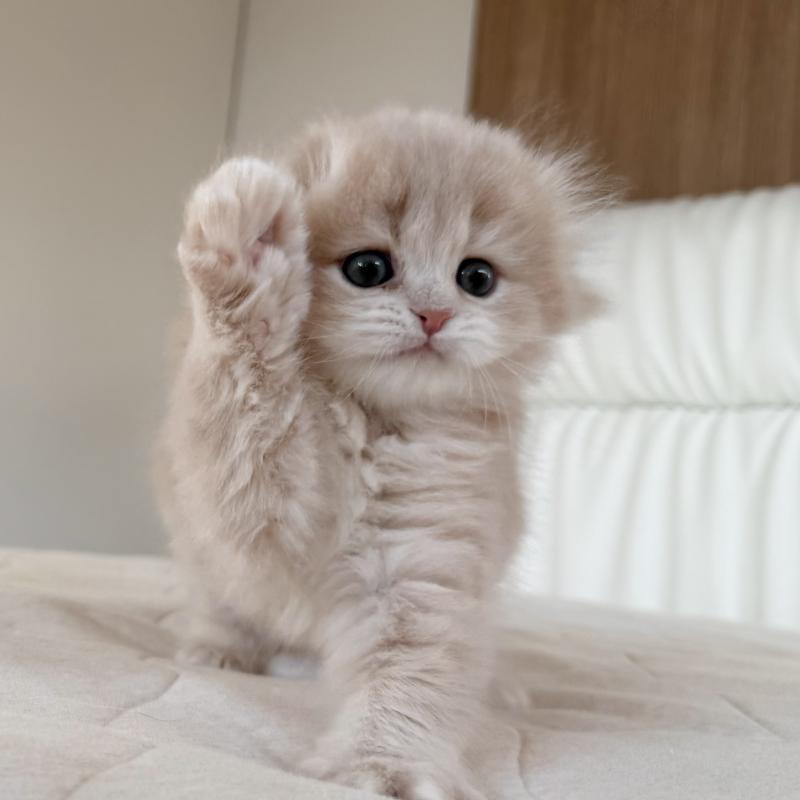 販売中の福岡県のスコティッシュフォールド(折れ耳)-134196の7枚目