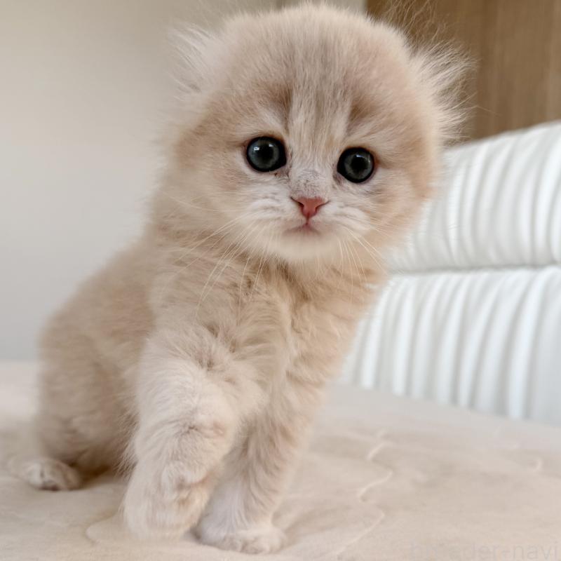 販売中の福岡県のスコティッシュフォールド(折れ耳)-134196の6枚目