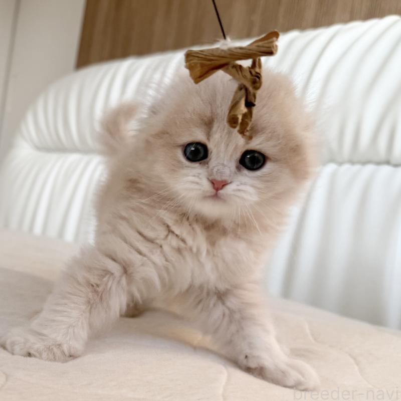 販売中の福岡県のスコティッシュフォールド(折れ耳)-134196の5枚目