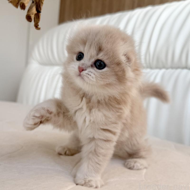 販売中の福岡県のスコティッシュフォールド(折れ耳)-134196の4枚目