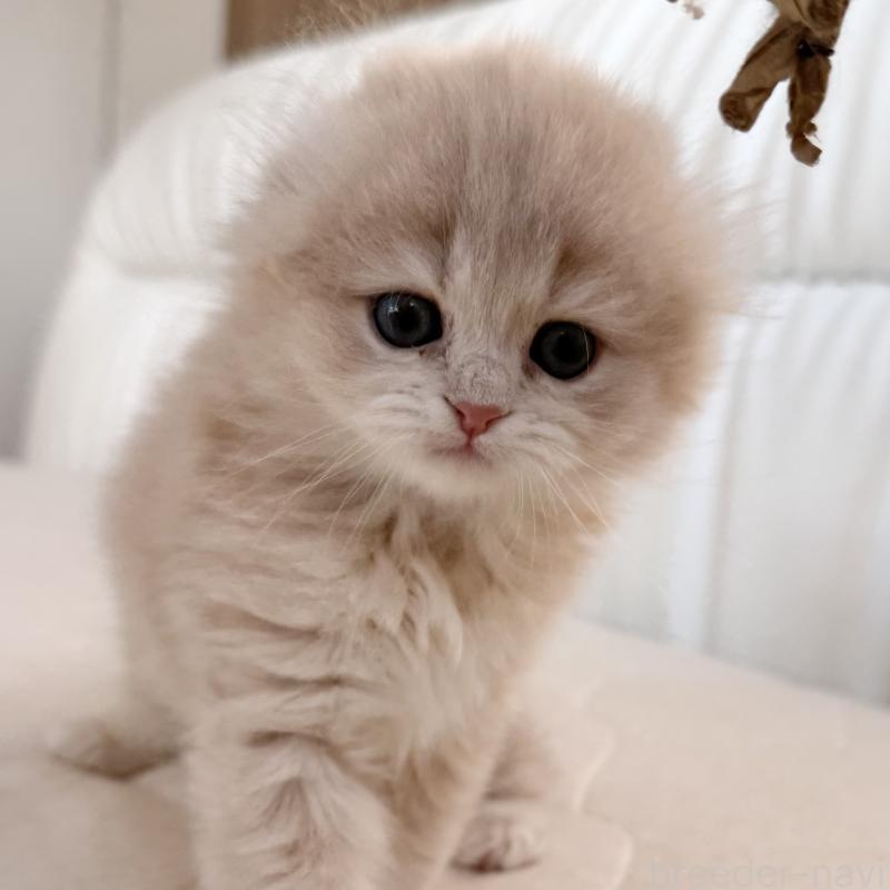 販売中の福岡県のスコティッシュフォールド(折れ耳)-134196の3枚目