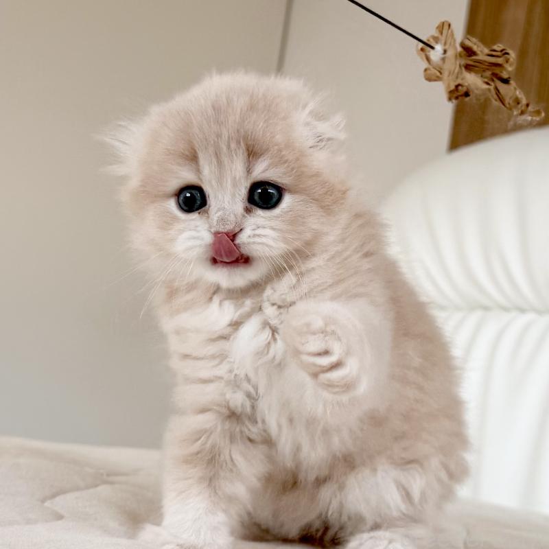 販売中の福岡県のスコティッシュフォールド(折れ耳)-134196の2枚目