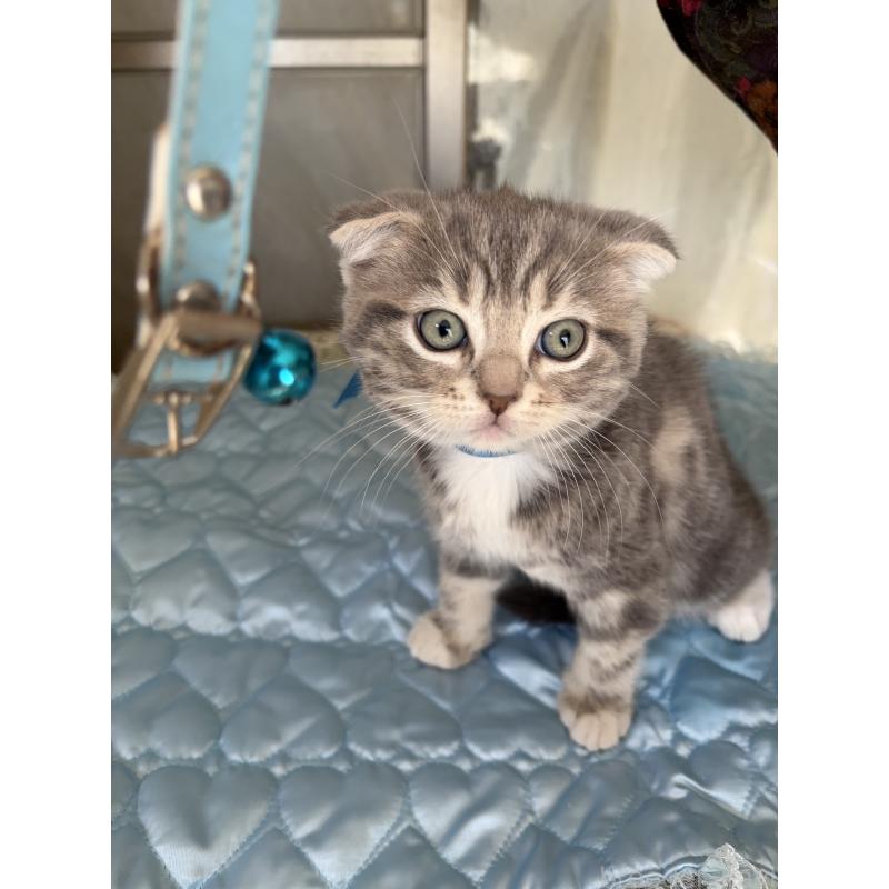 販売中の神奈川県のスコティッシュフォールド(折れ耳)-134197の4枚目