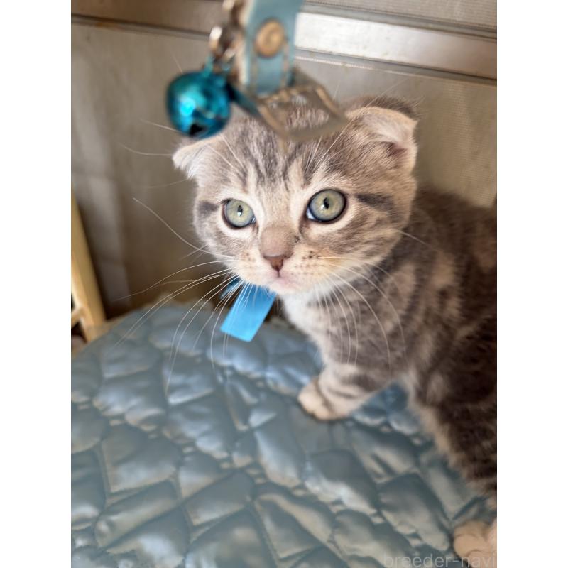 販売中の神奈川県のスコティッシュフォールド(折れ耳)-134197の3枚目