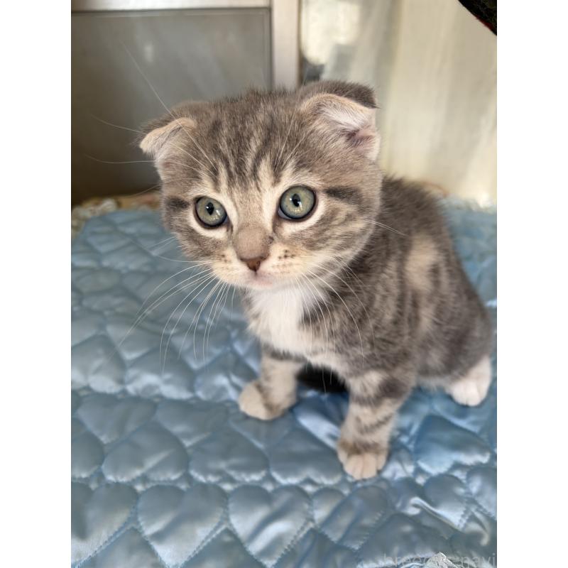 販売中の神奈川県のスコティッシュフォールド(折れ耳)-134197の2枚目