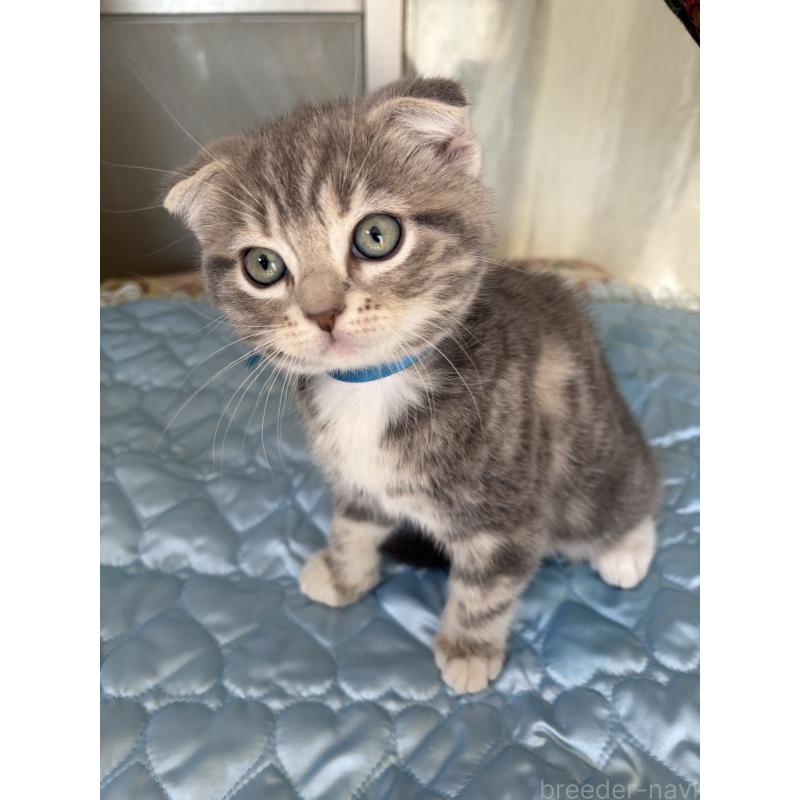 販売中の神奈川県のスコティッシュフォールド(折れ耳)-134197の1枚目