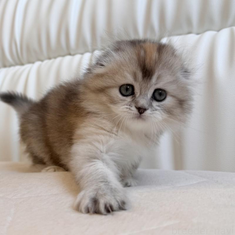 販売中の福岡県のスコティッシュフォールド(折れ耳)-134198