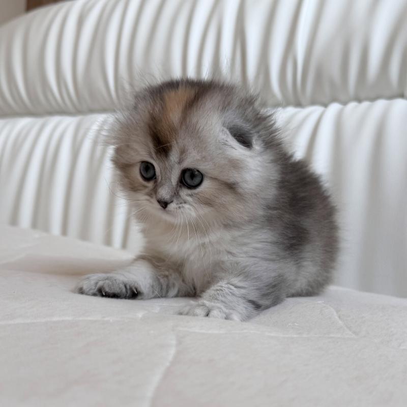 販売中の福岡県のスコティッシュフォールド(折れ耳)-134198の9枚目