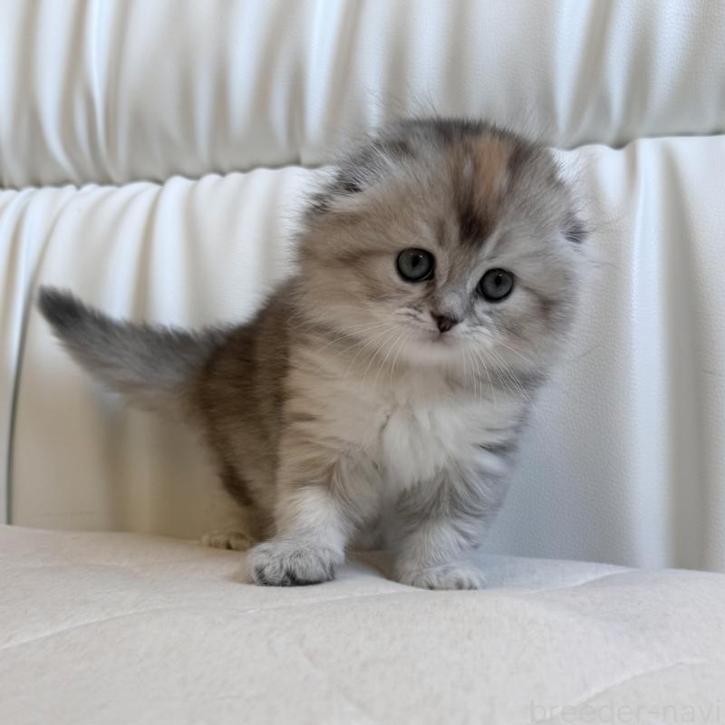 販売中の福岡県のスコティッシュフォールド(折れ耳)-134198の8枚目