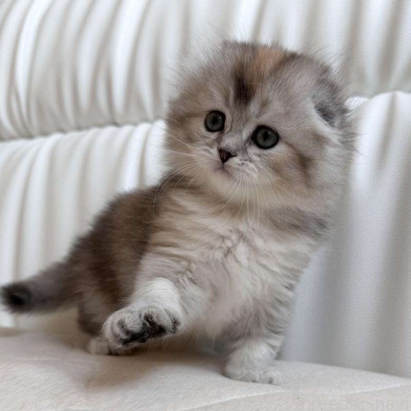 販売中の福岡県のスコティッシュフォールド(折れ耳)-134198の6枚目