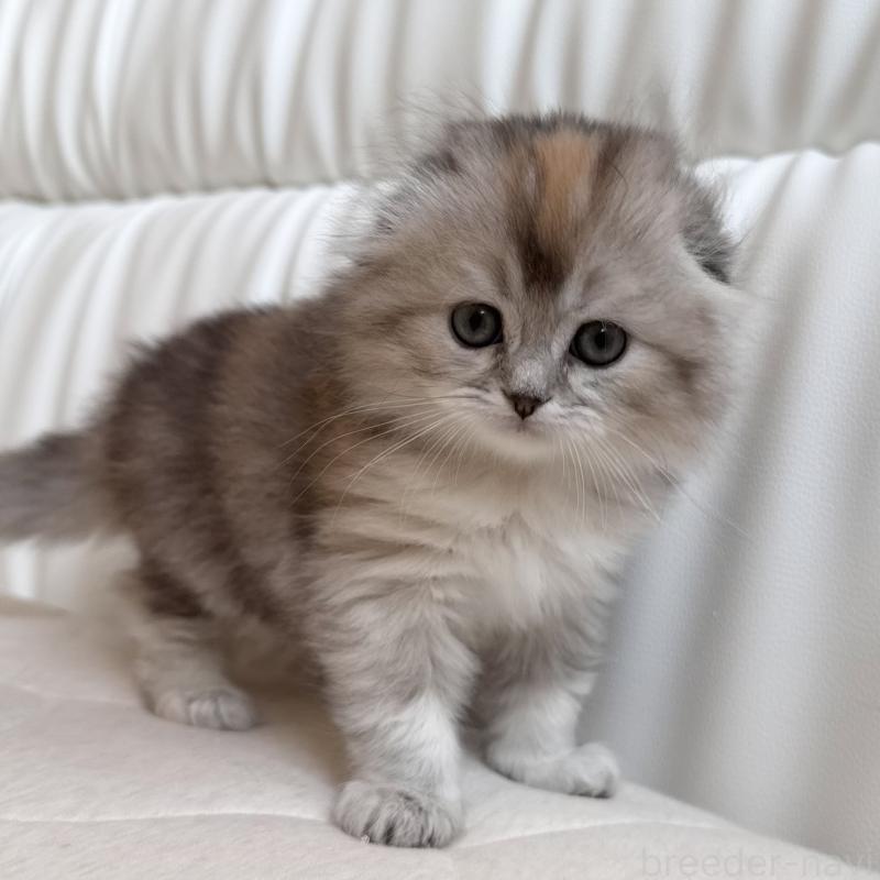 販売中の福岡県のスコティッシュフォールド(折れ耳)-134198の5枚目