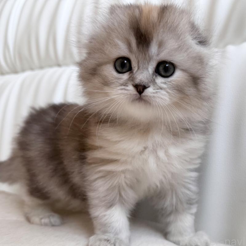 販売中の福岡県のスコティッシュフォールド(折れ耳)-134198の4枚目