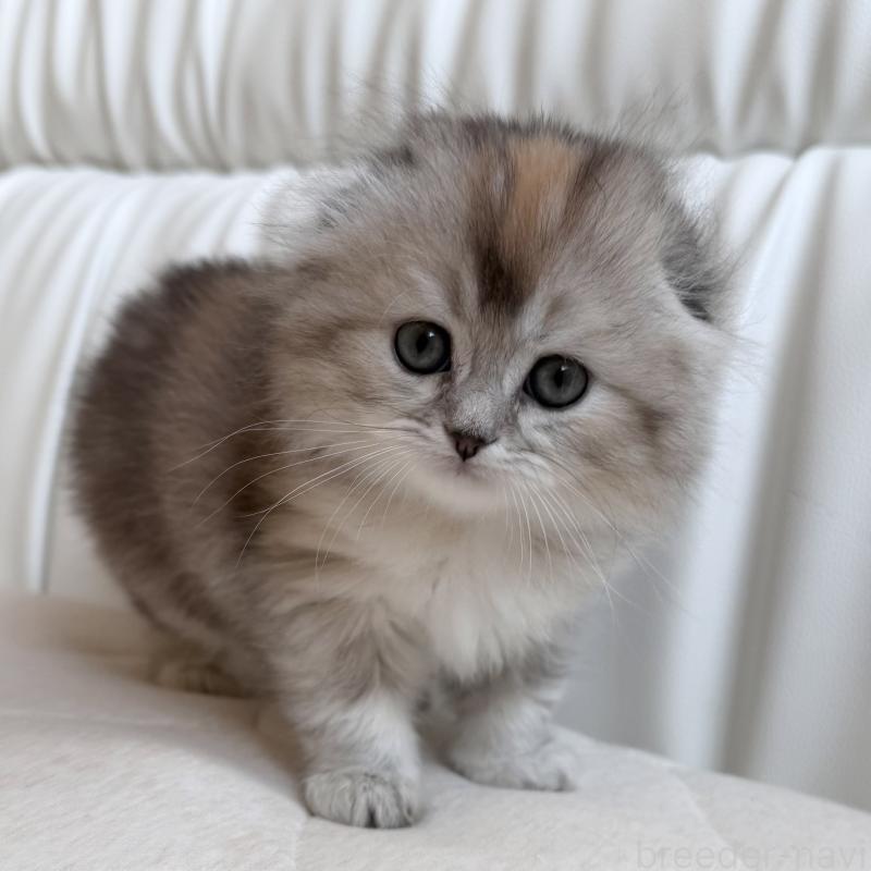 販売中の福岡県のスコティッシュフォールド(折れ耳)-134198の3枚目