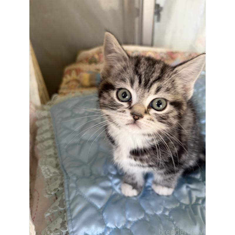 販売中の神奈川県のスコティッシュフォールド-134199