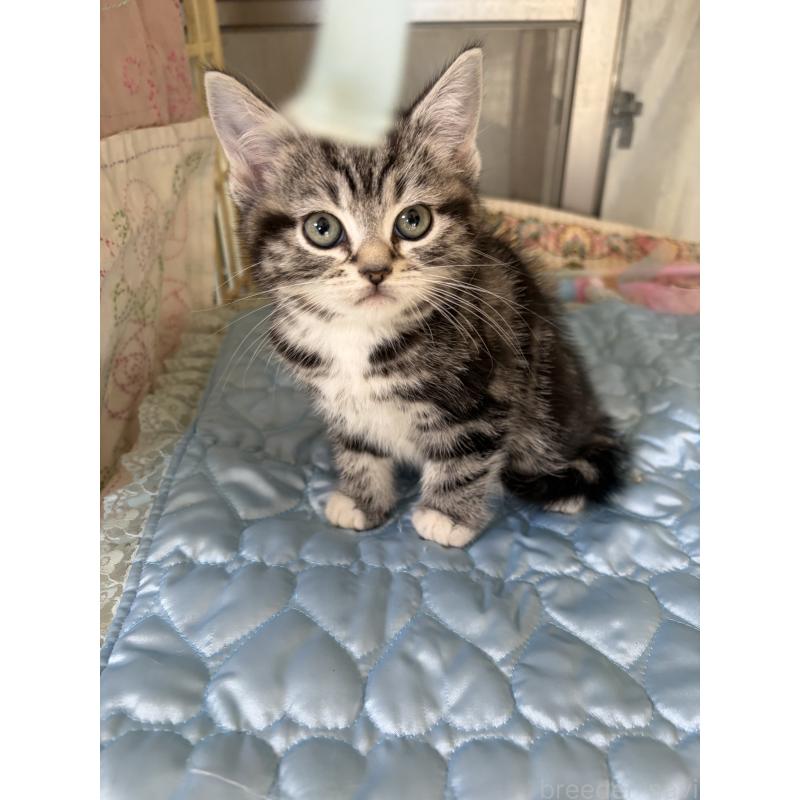 販売中の神奈川県のスコティッシュフォールド-134199の7枚目