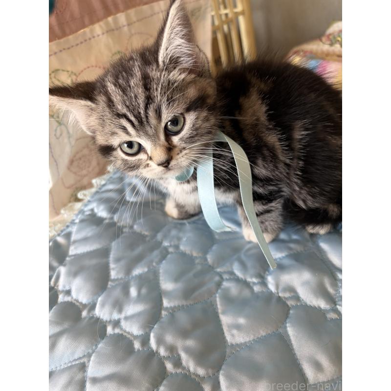 販売中の神奈川県のスコティッシュフォールド-134199の6枚目