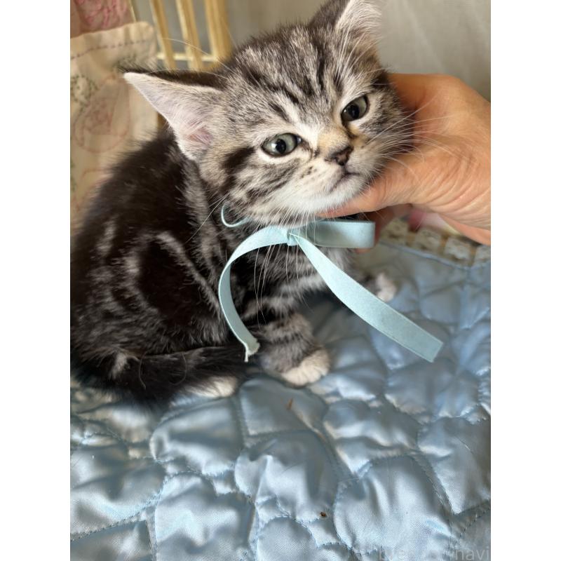 販売中の神奈川県のスコティッシュフォールド-134199の5枚目