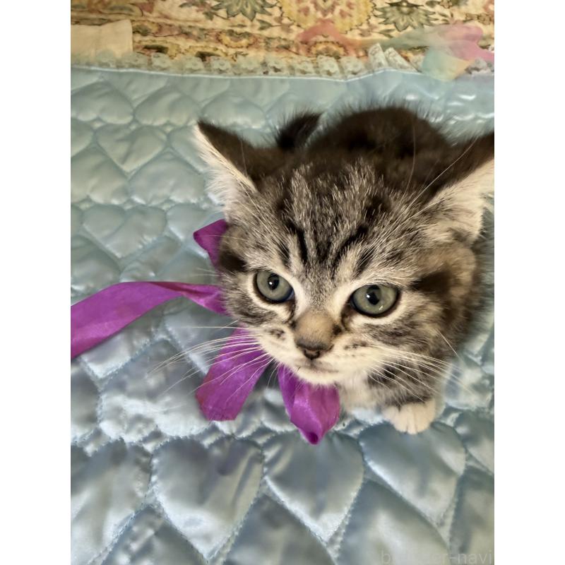 販売中の神奈川県のスコティッシュフォールド-134199の4枚目