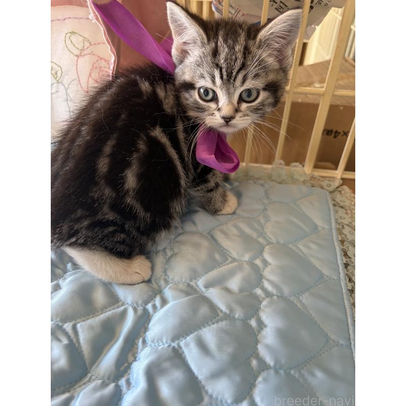 販売中の神奈川県のスコティッシュフォールド-134199の2枚目