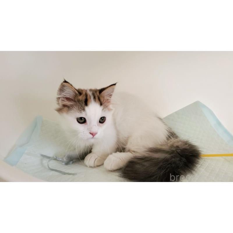 販売中の大阪府のマンチカン(短足)-134200の10枚目