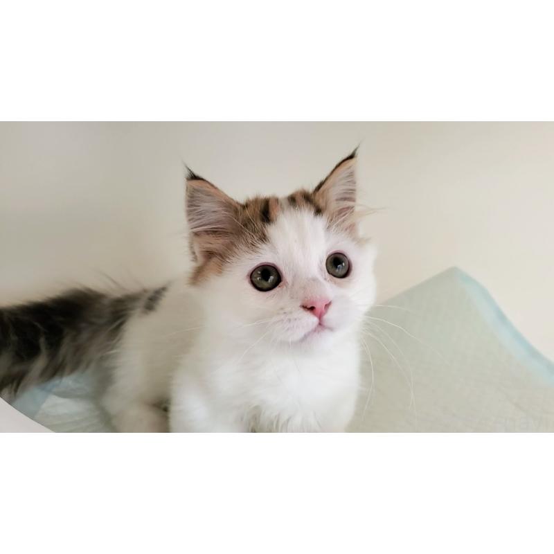 販売中の大阪府のマンチカン(短足)-134200の1枚目