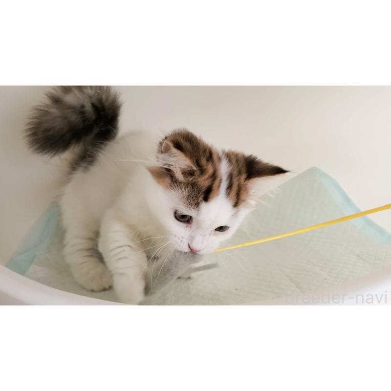 販売中の大阪府のマンチカン(短足)-134200の9枚目