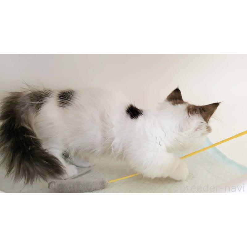 販売中の大阪府のマンチカン(短足)-134200の8枚目