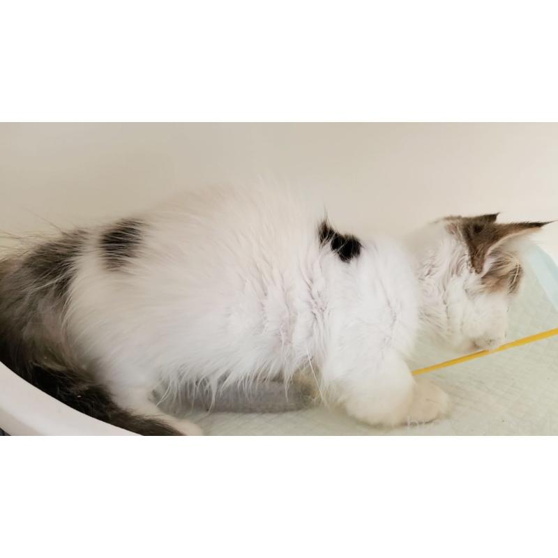 販売中の大阪府のマンチカン(短足)-134200の7枚目