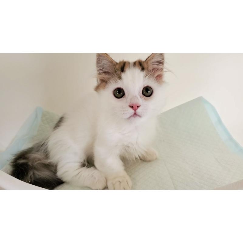 販売中の大阪府のマンチカン(短足)-134200の6枚目