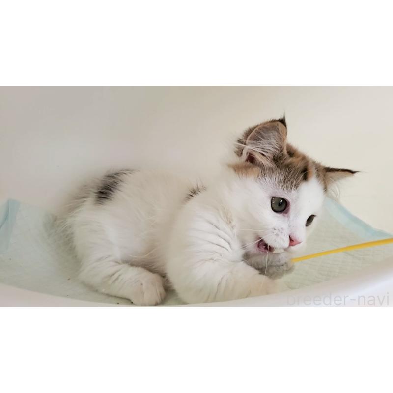 販売中の大阪府のマンチカン(短足)-134200の5枚目