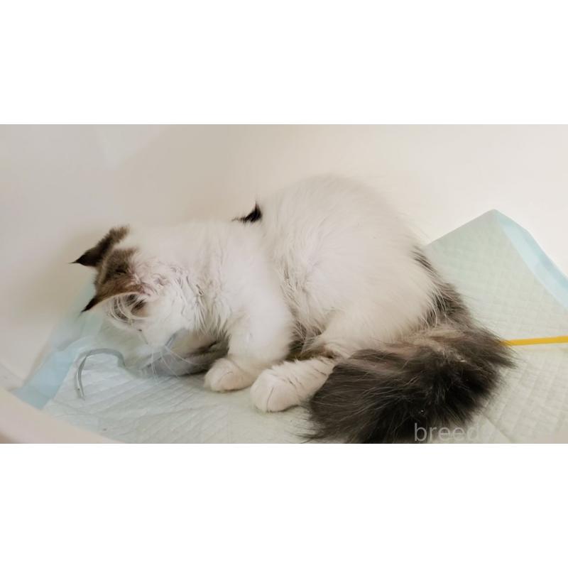 販売中の大阪府のマンチカン(短足)-134200の4枚目