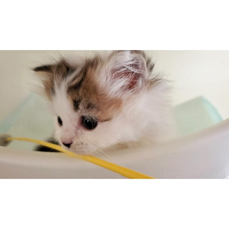 販売中の大阪府のミヌエット(短足)-134201