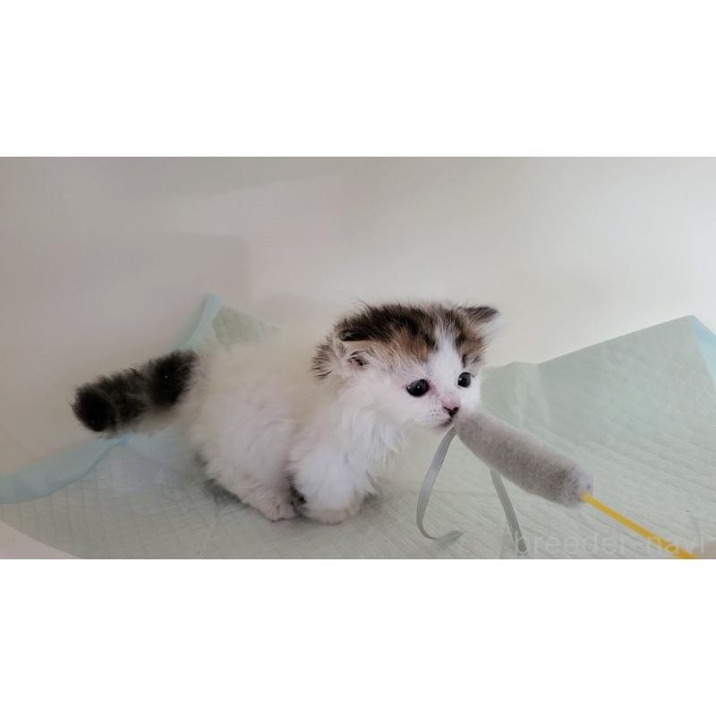 販売中の大阪府のミヌエット(短足)-134201の7枚目