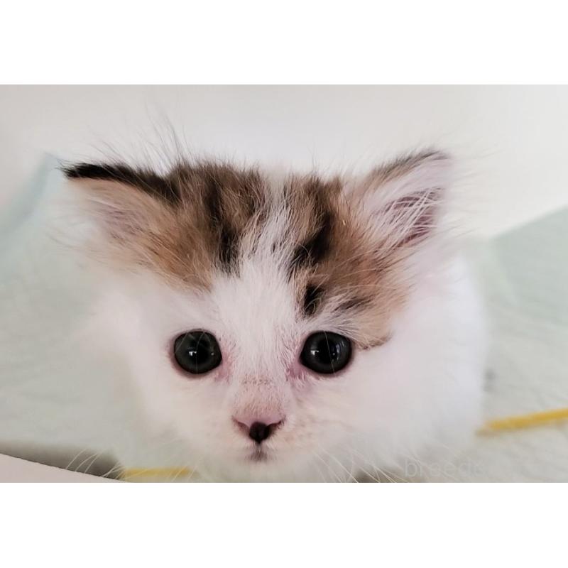 販売中の大阪府のミヌエット(短足)-134201の5枚目