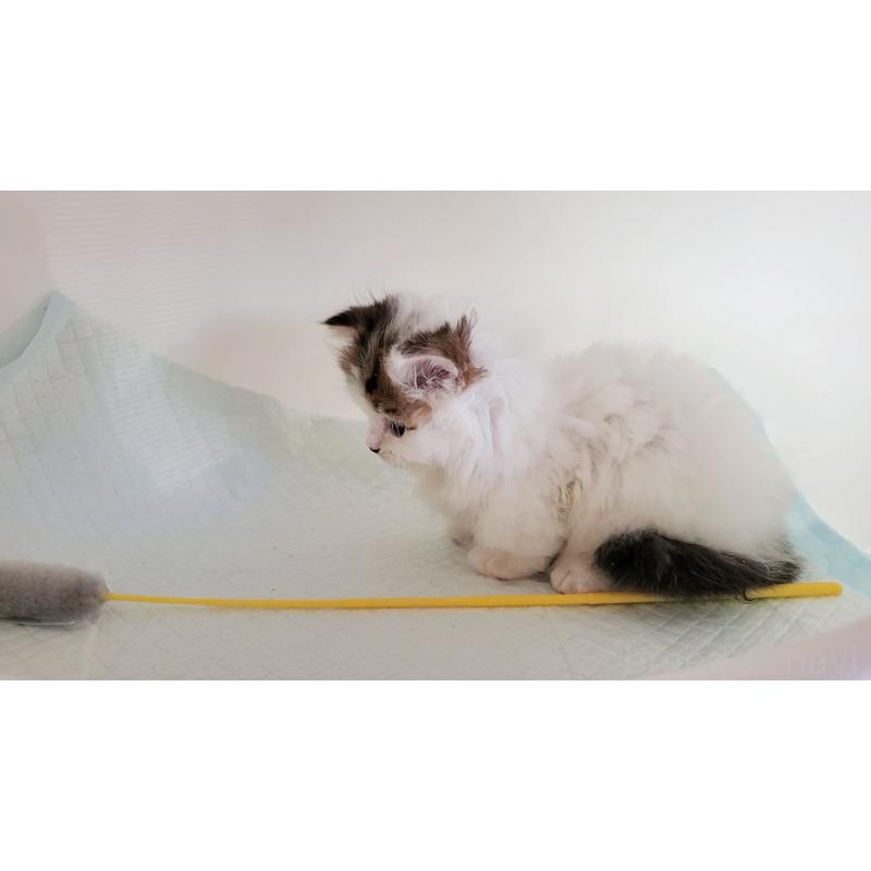 販売中の大阪府のミヌエット(短足)-134201の4枚目