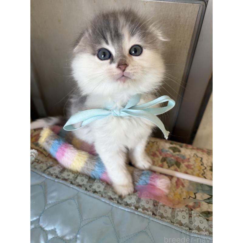 販売中の神奈川県のスコティッシュフォールド(折れ耳)-134202
